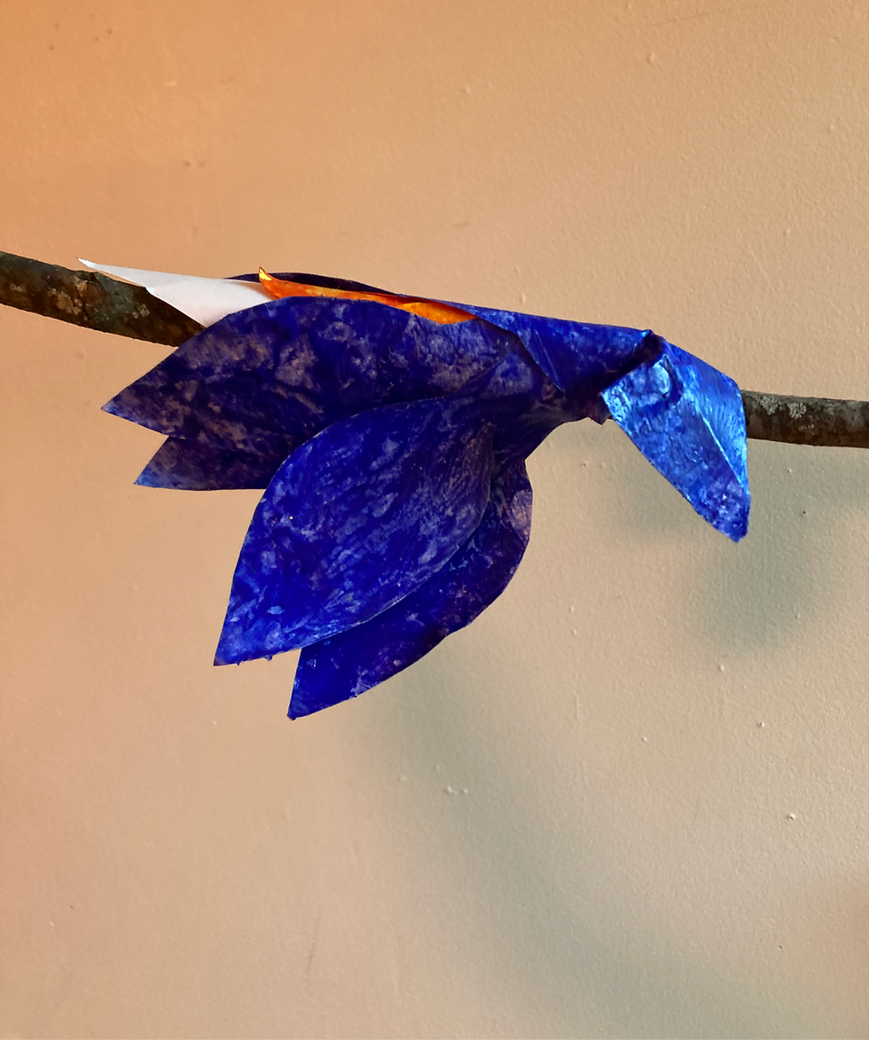 Sigrid Dolan, Eastern Bluebird