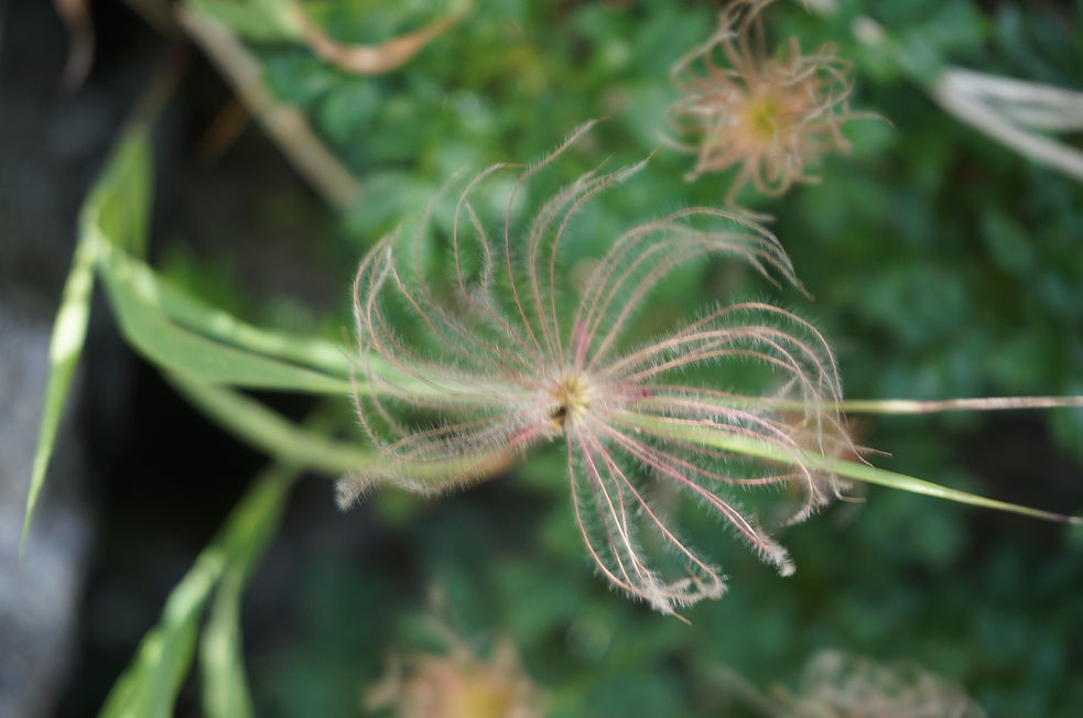 DSC03117.jpg