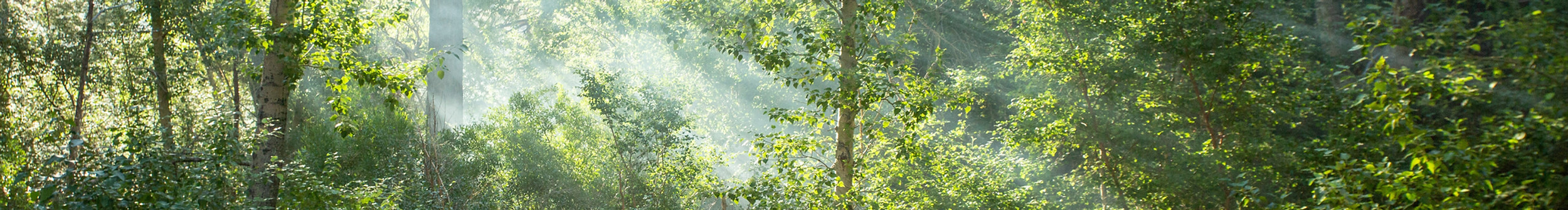 beautiful-forest-with-rays-sun.jpg