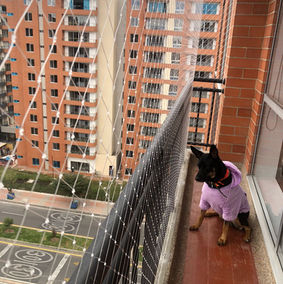 Malla de seguridad en ventana para protección de gatos.