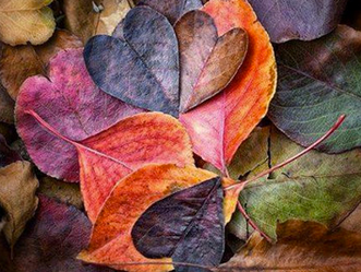 Cette fois l'automne est là !