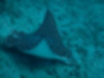 Spotted Eagle ray