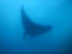 Giant Pacific Manta