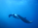 Mantaray