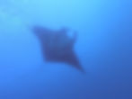 Mantaray