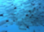 School of fishes