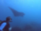 Manta