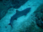 Whitetip shark