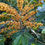 Miniatura: Catuaí Amarelo Natural