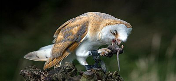 Palabrua (Tyto alba)