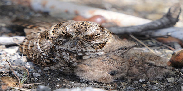 Tapa kaminda (Caprimulgus cayennensis)