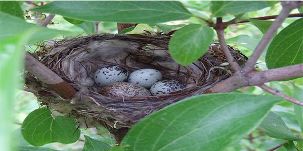 Para di misa (Dandroico petechia)