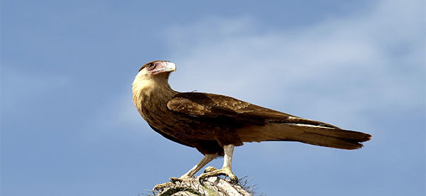 Warawara (Polyborus plancus)