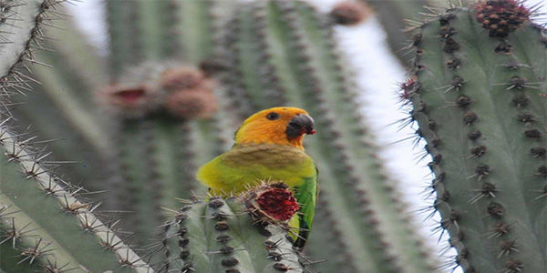 Prikichi (Aratinga pertinax pertinax)