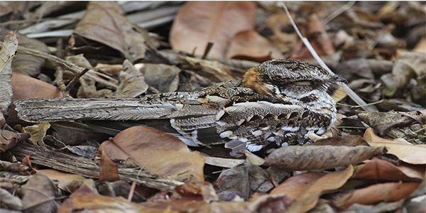Tapa kaminda (Caprimulgus cayennensis)