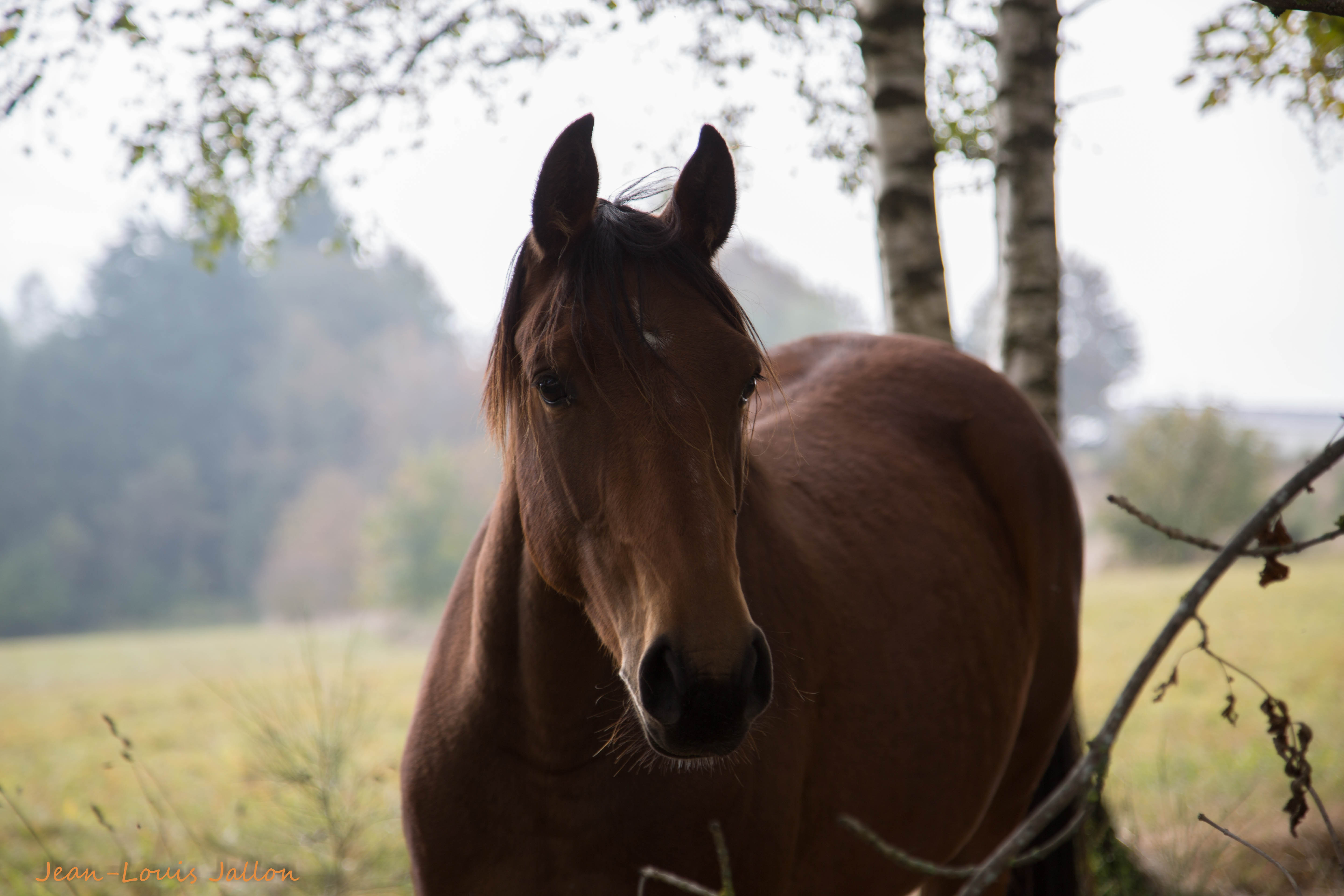 magnifique cheval au bord du chemin