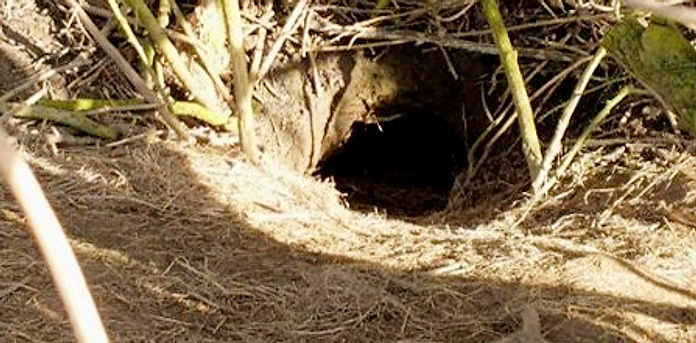 badger%2520sett_edited_edited.jpg