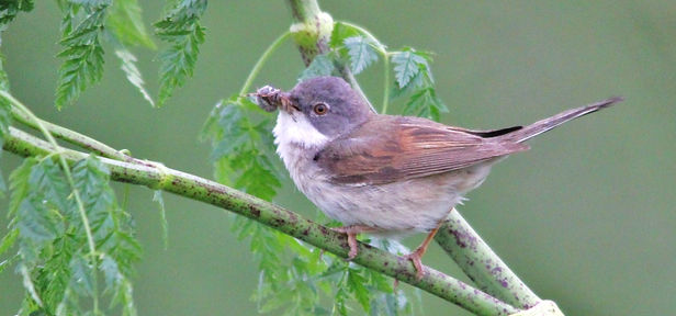 WHITETHROAT .JPG