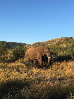 RESERVA MADIKWE, ÁFRICA DO SUL