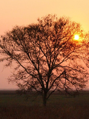 GURONGOSA, MOÇAMBIQUE