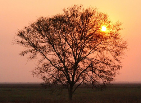 GURONGOSA, MOÇAMBIQUE