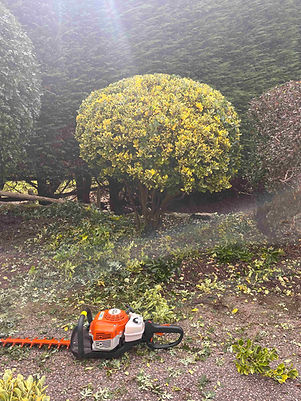 Garden clearance