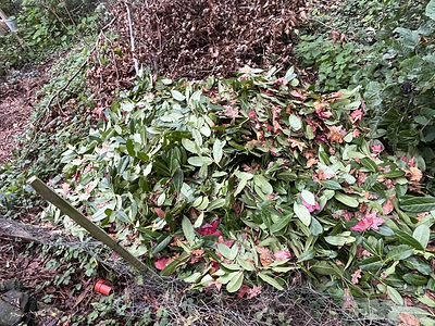 Garden clearance