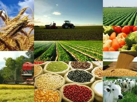 🌾 Agro em Alta: O Brasil segue forte no mercado global de alimentos