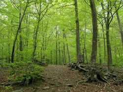 1 Varios Montseny 014 r