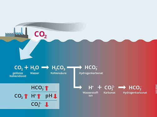 oceacidificgrafik_web_D.jpg