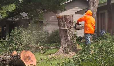Tree Removal Austin_edited.jpg