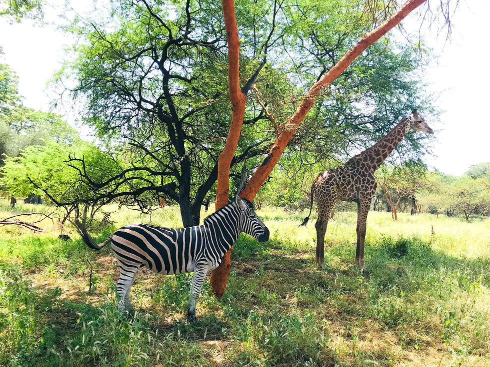 Un zèbre et une girafe dans la réserve de Bandia