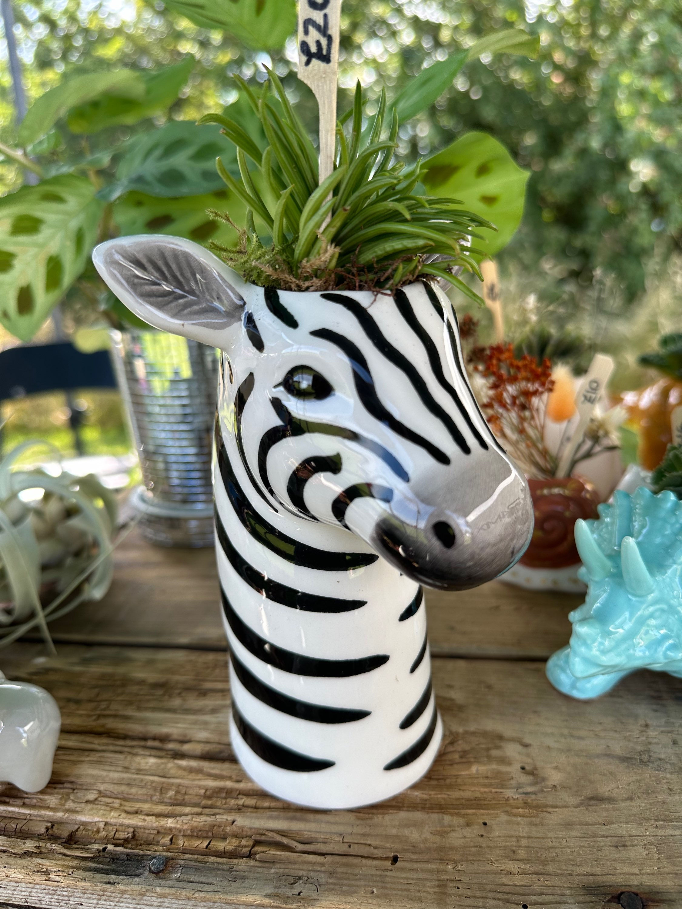 Ceramic Zebra with senecio archerii
