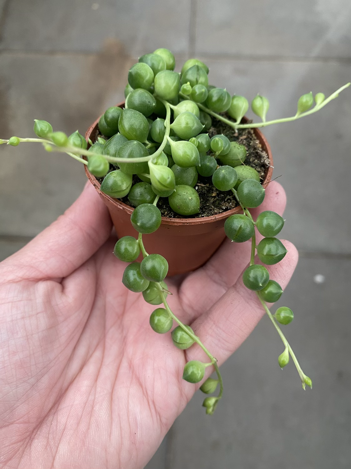 Senecio rowleyanus (String of pearls)