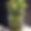 Thumbnail: Frankenstein Planter (Seconds)