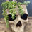 Thumbnail: Skull planter