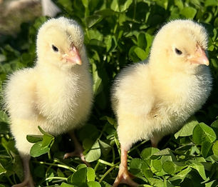 2chicks2_edited.jpg