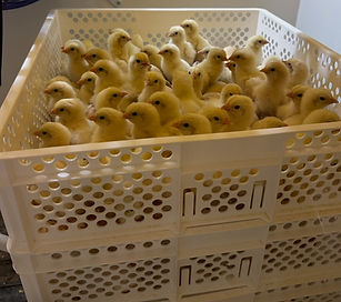 incubatorchicks1.jpeg