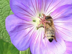 Biene1 auf Geranium Georgsdorf.jpg