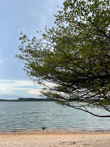 Paisagem praia com vegetação de restinga característica amazônica