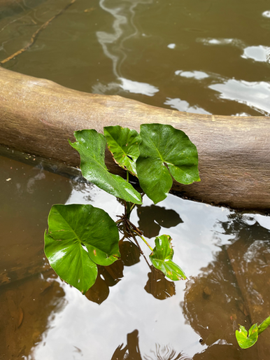 Planta aquática da América do Sul