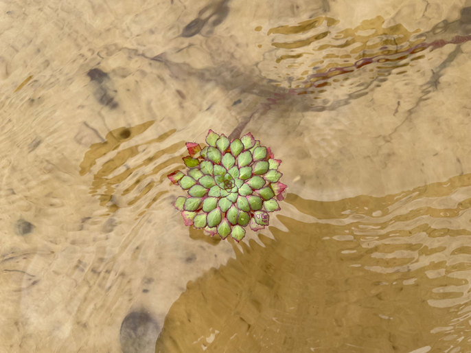 Flor de mosaico, planta herbácea perene