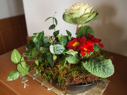 贈り物　寄せ植え