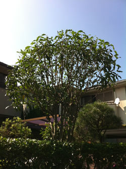 金木犀剪定　＠江戸川区