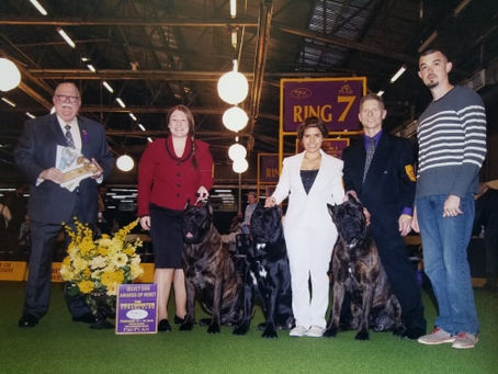 WOW! Another Westminster NY show with great results for our kennel!