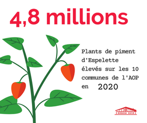 Bilan campagne du piment d'Espelette AOP 2023 - 2024