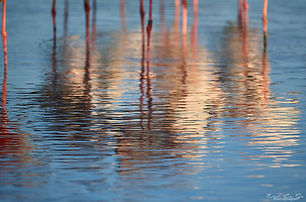 Eric Le Go, photo de Camargue