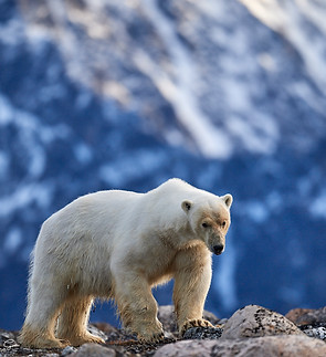 Eric le Go - Svalbard 2017 - SVA_7844.jpg