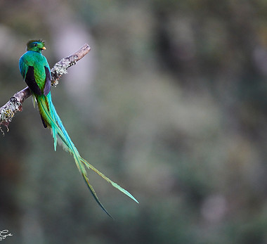 Eric Le Go - Costa Rica 2019 - _8506264.jpg