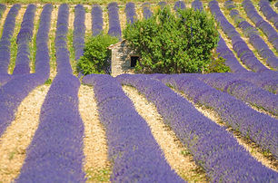 Patrice Aguilar, photo de Provence, lavande à Valensole